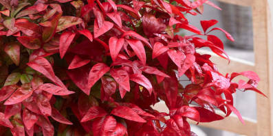 The red foliage of an evergreen Nandina bush.
