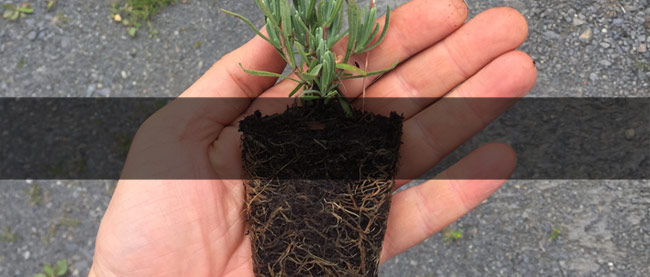 plant