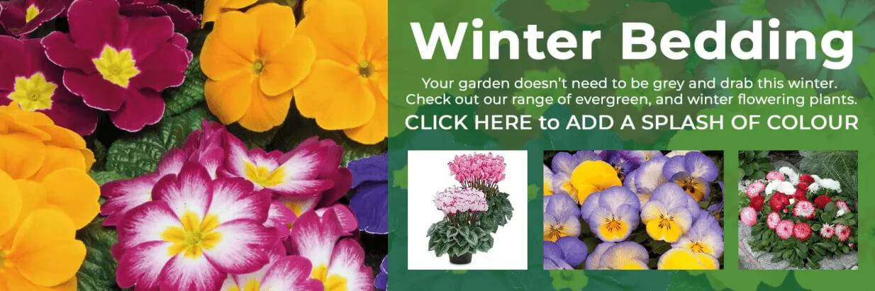 new_winter_plants_in_stock