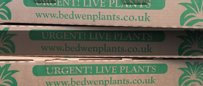 plant