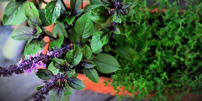 A bowl of basil and thyme.