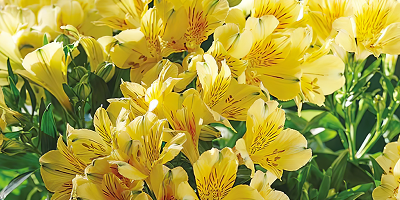 Close up of yellow alstroemeria flowers.