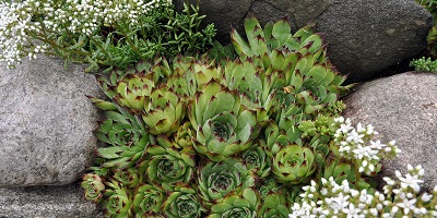 A rockery scene of sempervivum and white flowers.