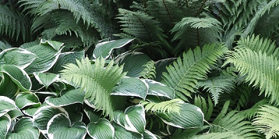 Green shade loving foliage of ferns and hostas.