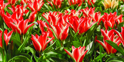 Large swathe of Pinocchio Tulips.