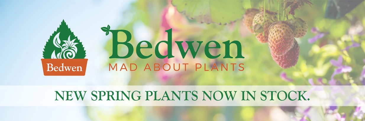 spring_plants_in_stock
