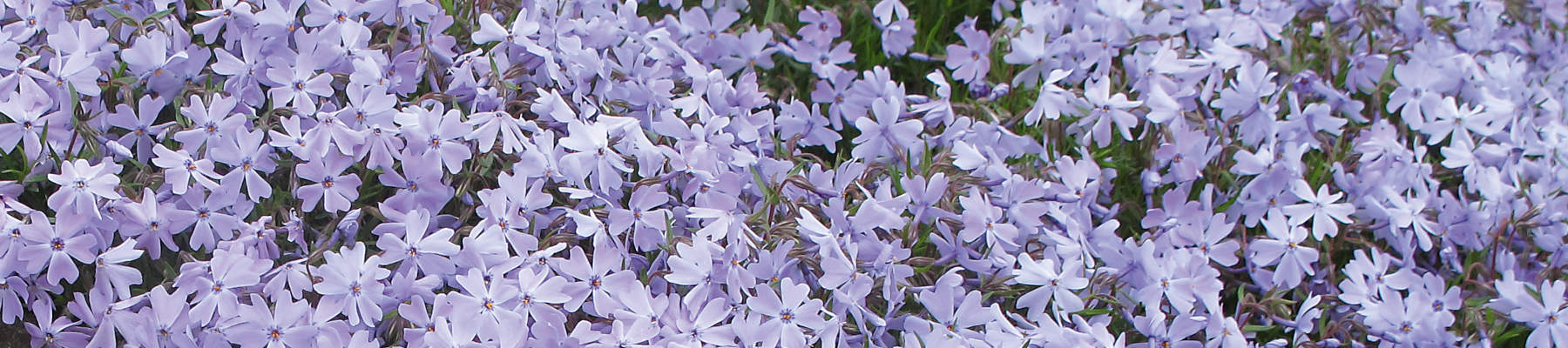 How to grow creeping phlox banner