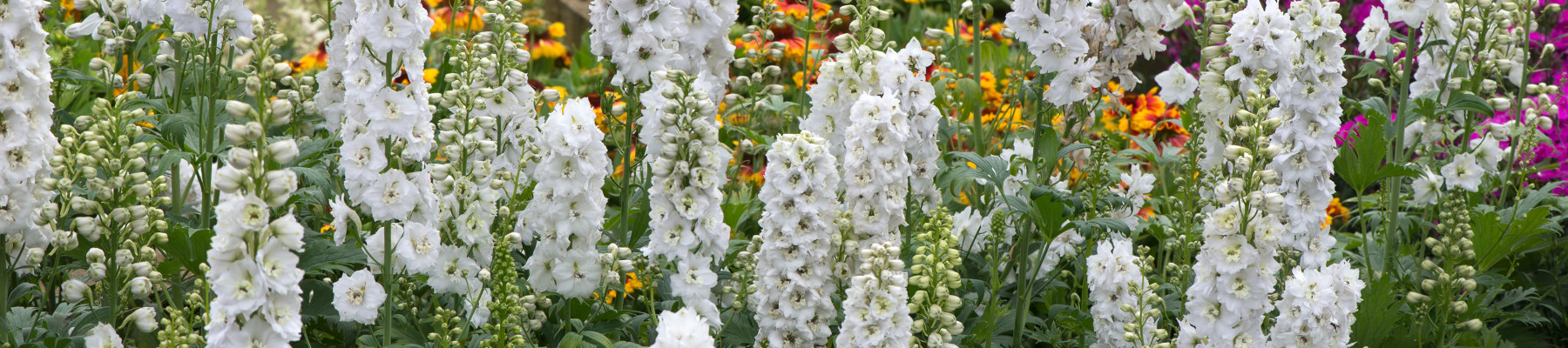 How to grow delphinium banner