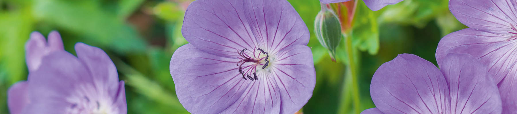 How to grow geraniums banner