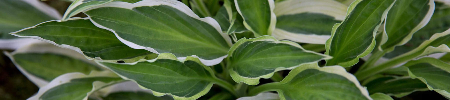How to grow hosta banner