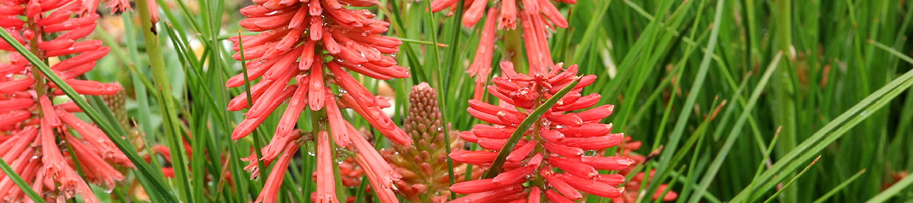 How to grow kniphofia banner