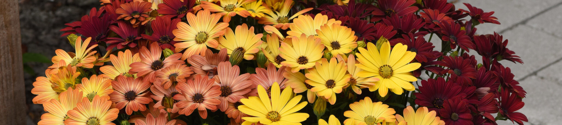 How to grow osteospermum banner