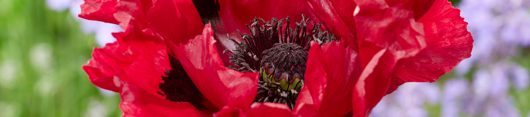 How to grow papaver banner