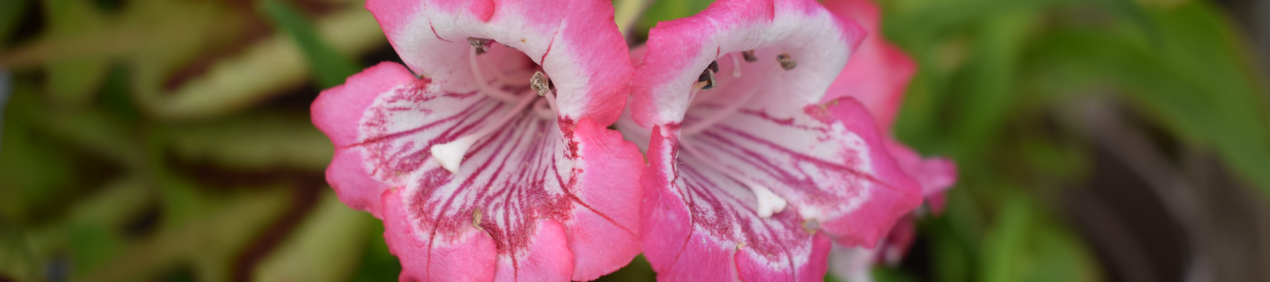 How to grow penstemon banner