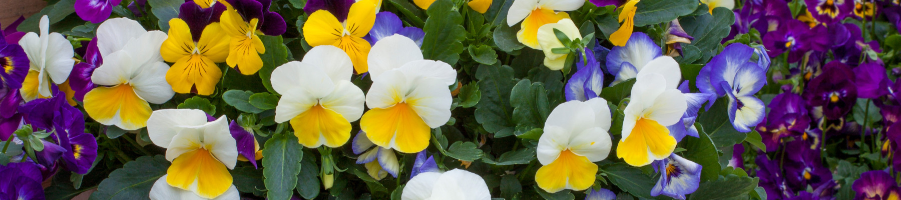 How to grow Viola banner