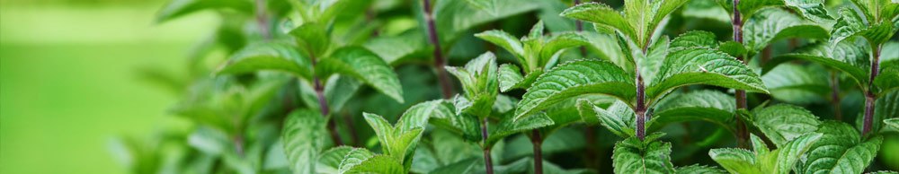 A-Z Perennial Herbs