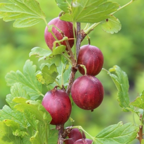 Gooseberry 'Giggles Red'