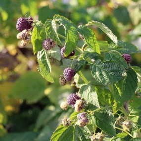 Raspberry 'Summer Lovers Garden Purple'