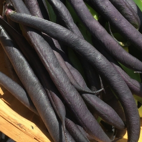 French Bean 'Purple Queen'