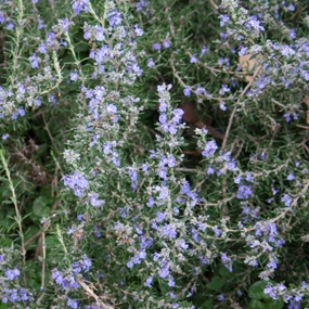 Rosemary 'Blue Winter'