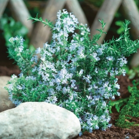 Rosemary 'Blue Winter'