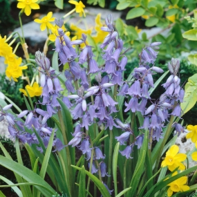 Bluebell 'Cultivated'