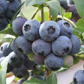 Blueberry 'Colour Bells Blue'