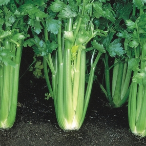 Celery 'Victoria F1'