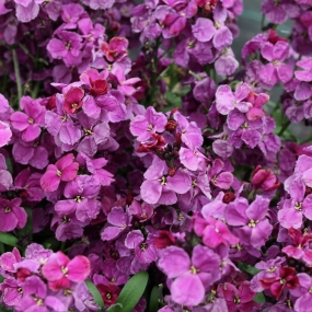 Wallflower 'Sugar Rush Purple Bi-Colour'
