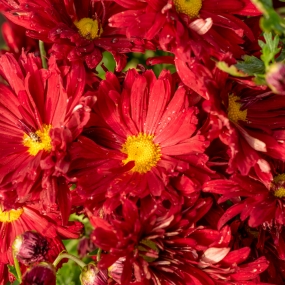 Chrysanthemum 'Duchess of Edinburgh'