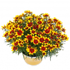 Coreopsis 'Corleone Red & Yellow'