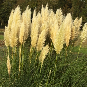 Pampas Grass 'Pumila'