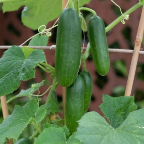 Cucumber 'Minicrisp'