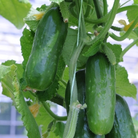 Cucumber 'Picolino'