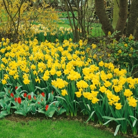 Daffodil 'Best Seller'