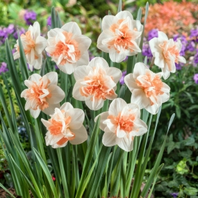 Daffodil 'Delnashaugh'