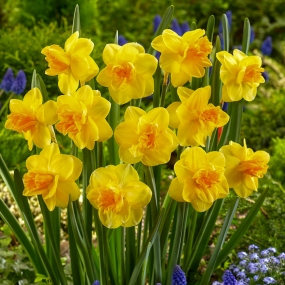 Daffodil 'Jack The Lad'
