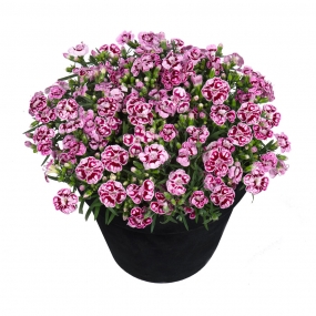 Dianthus 'Sunflor Charmy'