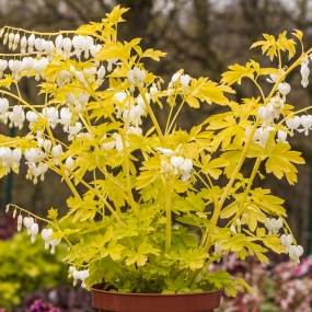 Dicentra 'White Gold'