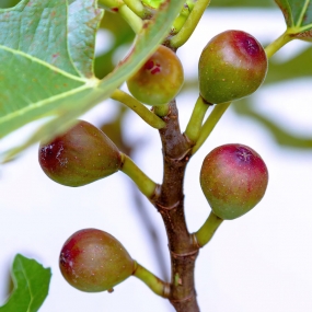 Ficus 'Little Miss Figgy'
