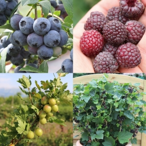 Fruit Plants Variety Pack
