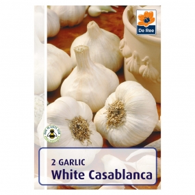Garlic 'Casablanca'