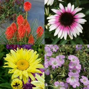 Herbaceous Perennial Plugs Variety Pack