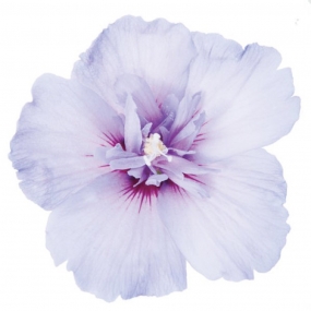 Hibiscus 'Blue Chiffon'