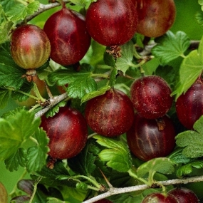 Gooseberry 'Hinnonmaki Red'