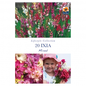 Ixia 'Mixed'