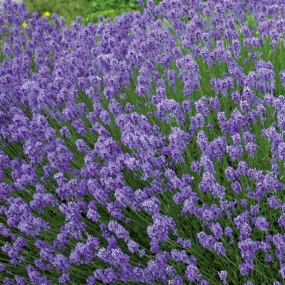 Lavender 'Hidcote Blue'