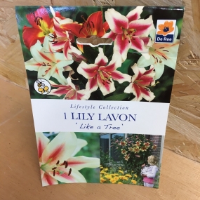 Lilies 'Like a Tree Lavon'