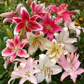 Lilies 'Oriental Mixed'