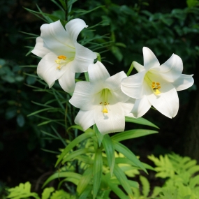 Lilies 'Giant Longiflorum White'